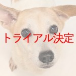 トライアル