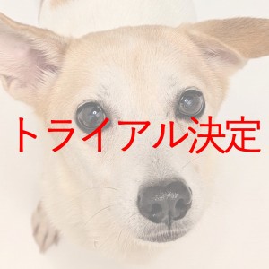 トライアル
