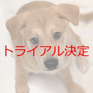 トライアル決定
