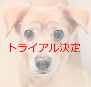 トライアル決定