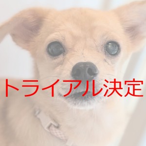 トライアル決定