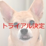 クスクス