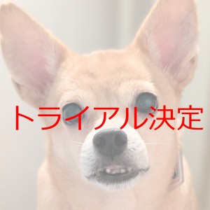 トライアル決定