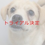 チートス