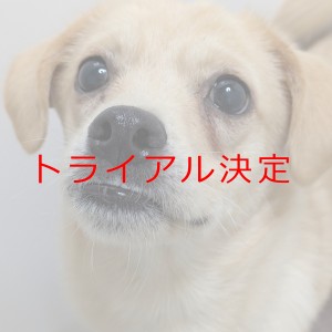 トライアル決定