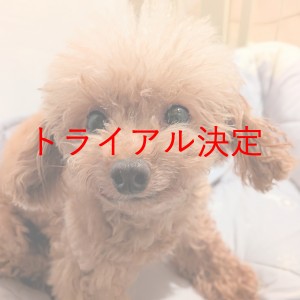 トライアル決定