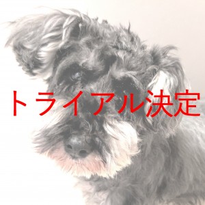 トライアル決定