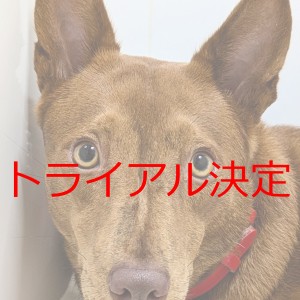 トライアル決定