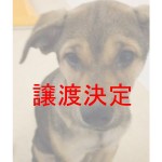 ポル 
