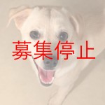 ピコラ