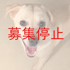 停止
