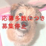 ジジ