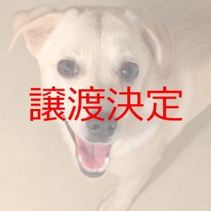譲渡