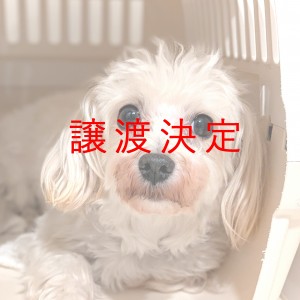 譲渡