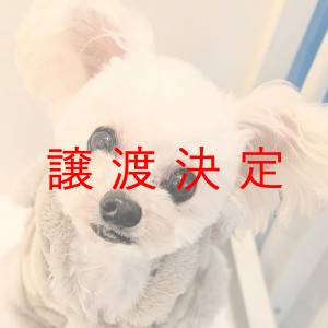譲渡