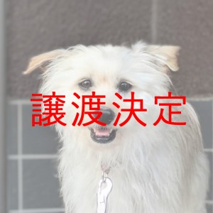 譲渡