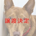 木葉