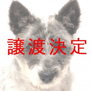 譲渡