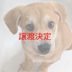 ちまき