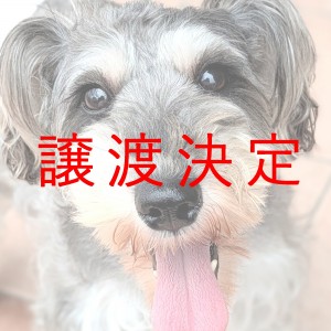 譲渡