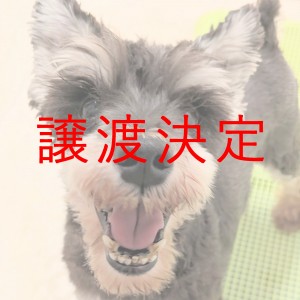 譲渡