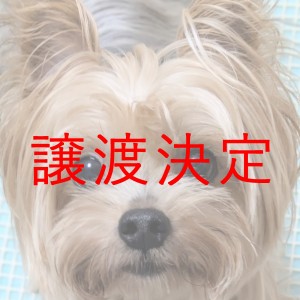 譲渡
