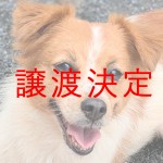 つみれ