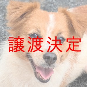 譲渡