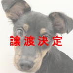 譲渡