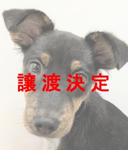 譲渡
