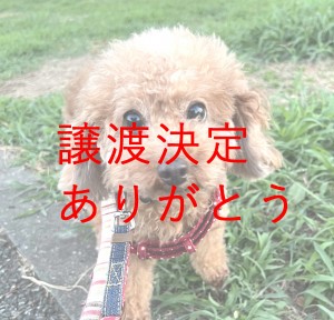 譲渡