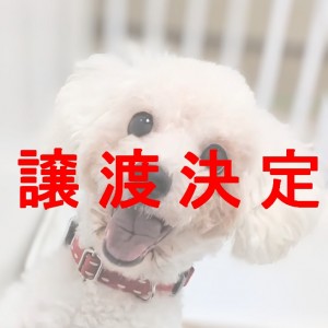 譲渡