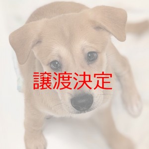 譲渡