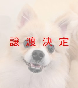 譲渡