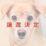 まゆゆ