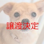 チロロ