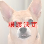 クスクス