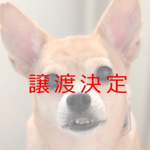 譲渡