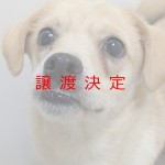 チートス