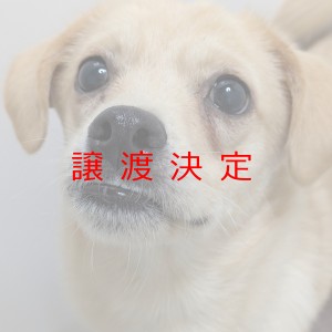 譲渡