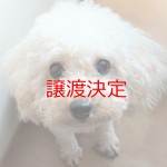 ペティ