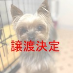 譲渡決定2