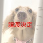 サニー